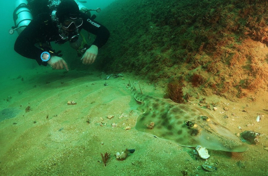 Acqua Sub, Brazil