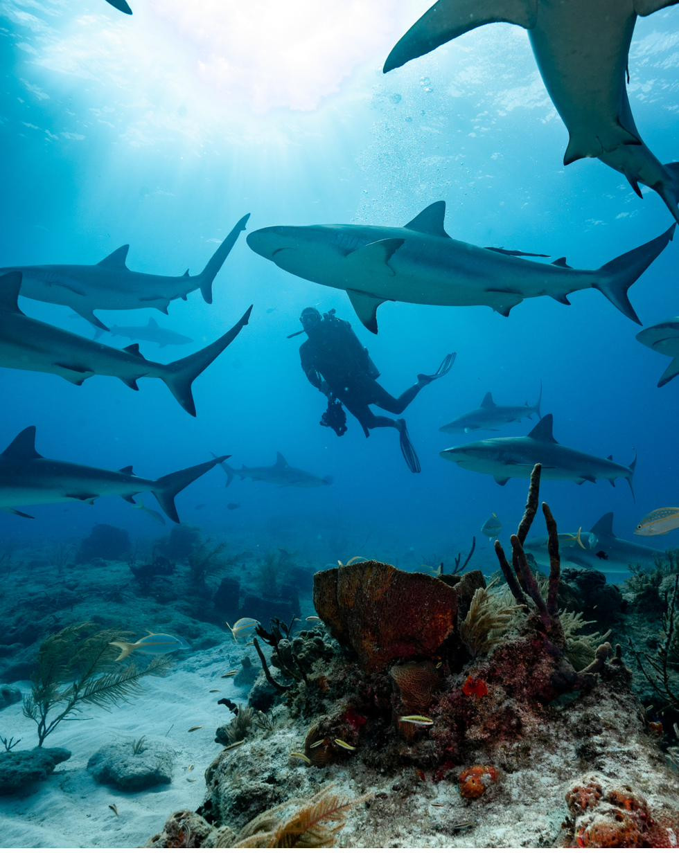 Diver with sharks
